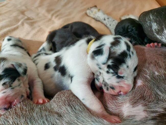 Dog niemiecki błękitny rodowód ZKWP FCI