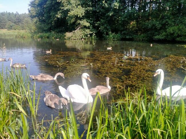 Działka letniskowa Majdan Sopocki Pierwszy