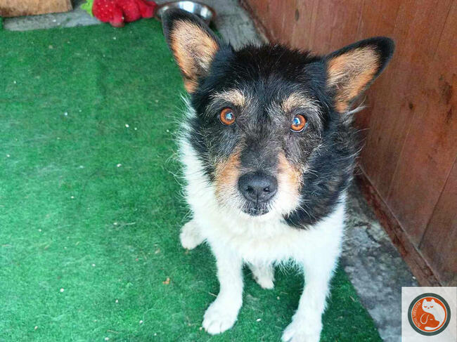 ZEUS-psiak znaleziony w rowie, z nie najlepszą przeszłością,