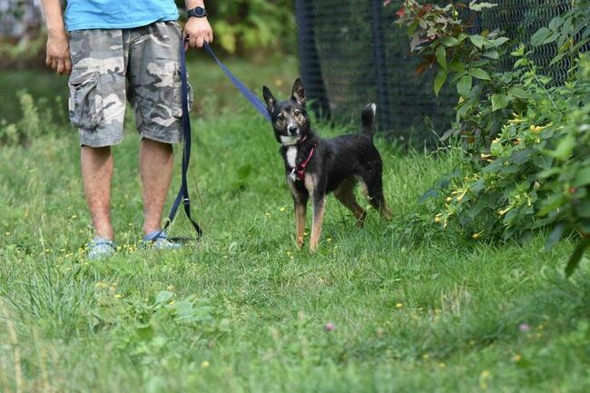 Suzi ok 3 let. sunia w typ.pinczera czeka na dom Iwona Now