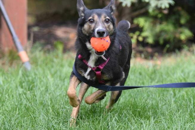 Suzi ok 3 let. sunia w typ.pinczera czeka na dom Iwona Now