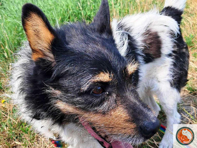 ZEUS-psiak znaleziony w rowie, z nie najlepszą przeszłością,