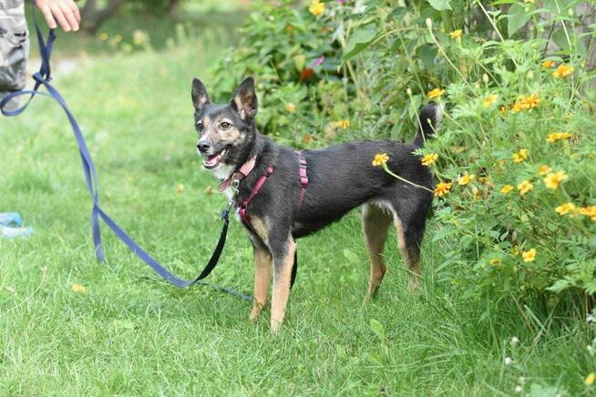 Suzi ok 3 let. sunia w typ.pinczera czeka na dom Iwona Now