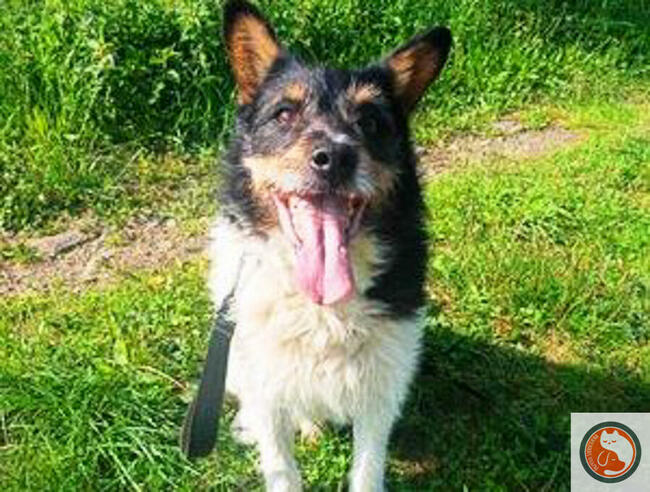 ZEUS-psiak znaleziony w rowie, z nie najlepszą przeszłością,