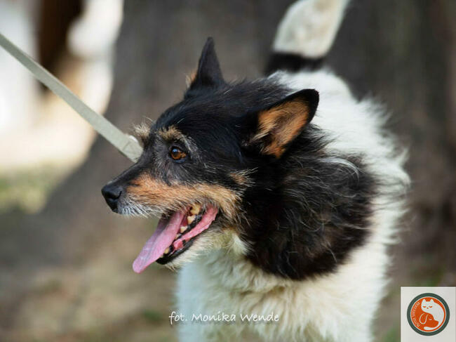 ZEUS-psiak znaleziony w rowie, z nie najlepszą przeszłością,