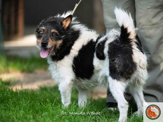 ZEUS-psiak znaleziony w rowie, z nie najlepszą przeszłością,