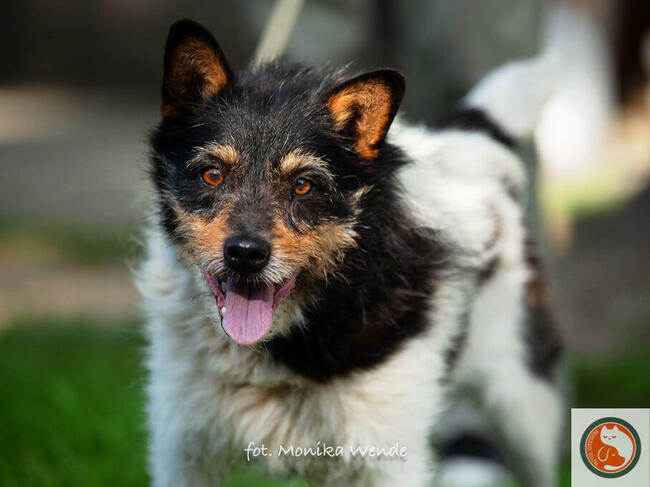 ZEUS-psiak znaleziony w rowie, z nie najlepszą przeszłością,