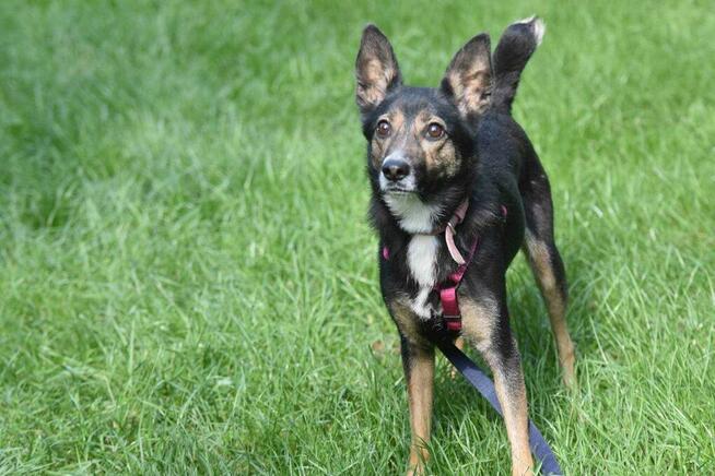 Suzi ok 3 let. sunia w typ.pinczera czeka na dom Iwona Now