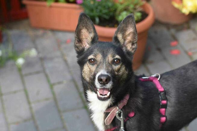 Suzi ok 3 let. sunia w typ.pinczera czeka na dom Iwona Now