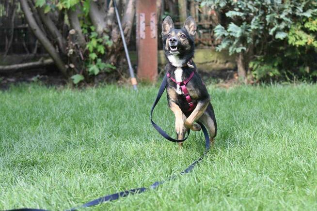 Suzi ok 3 let. sunia w typ.pinczera czeka na dom Iwona Now