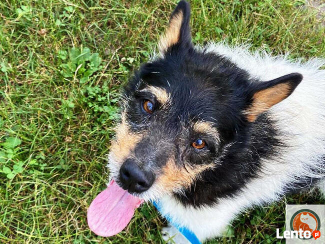 ZEUS-psiak znaleziony w rowie, z nie najlepszą przeszłością,