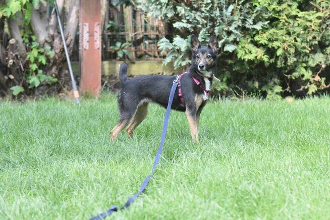 Suzi ok 3 let. sunia w typ.pinczera czeka na dom Iwona Now