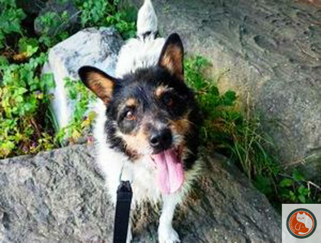 ZEUS-psiak znaleziony w rowie, z nie najlepszą przeszłością,