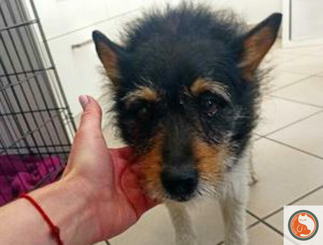 ZEUS-psiak znaleziony w rowie, z nie najlepszą przeszłością,