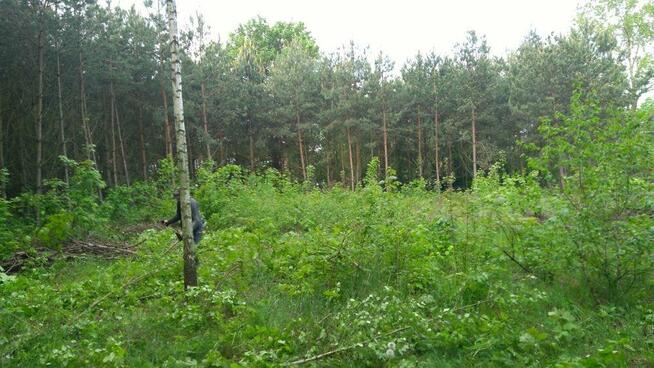 Czyszczenie działek, karczowanie, wyrywanie korzeni.