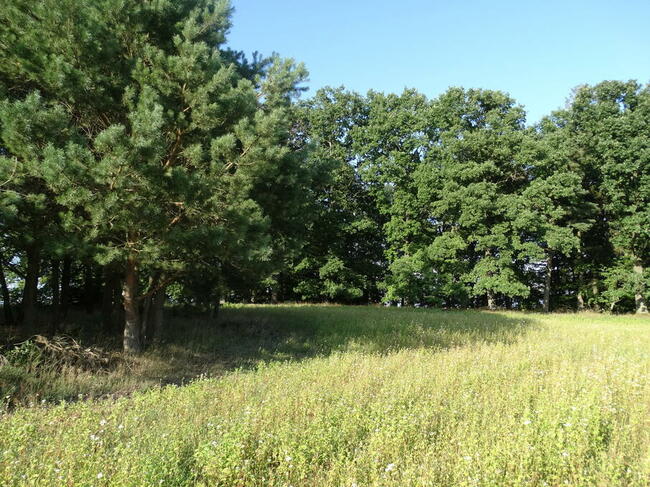 Sprzedam działkę na wsi kaszubskiej w okolicy lasów i jezior
