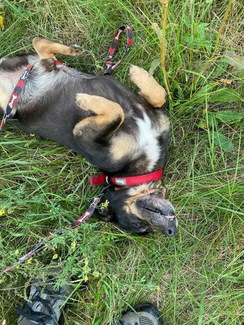 Psi ideał kochający ludzi i świat poleca się do adopcji