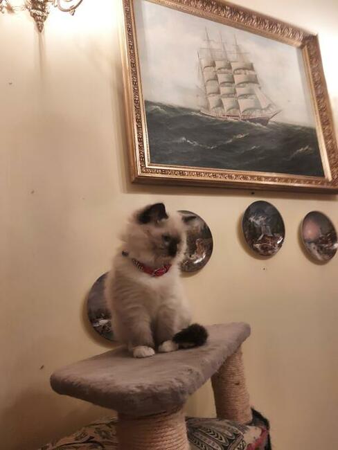 kot RAGDOLL Z Rodowodem i badaniami, 23.05 wydanie .