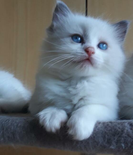 kot RAGDOLL Z Rodowodem i badaniami, 23.05 wydanie .