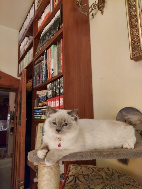 kot RAGDOLL Z Rodowodem i badaniami, 23.05 wydanie .