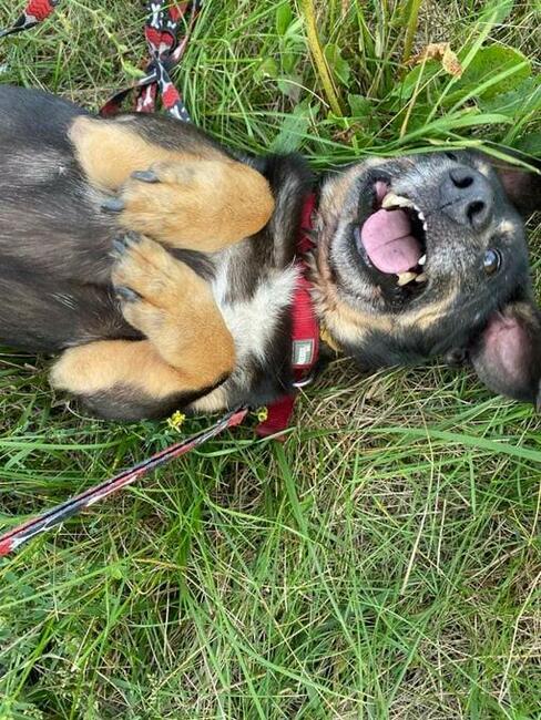 Psi ideał kochający ludzi i świat poleca się do adopcji