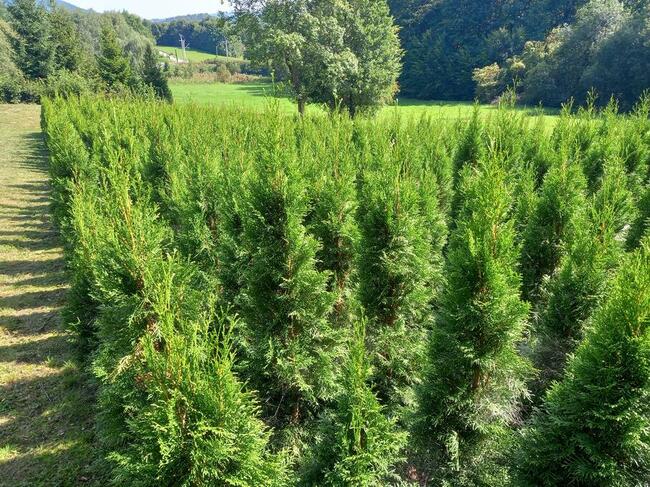 Tuja, tuje Szmaragd. MEGA Promocja do 30.09.