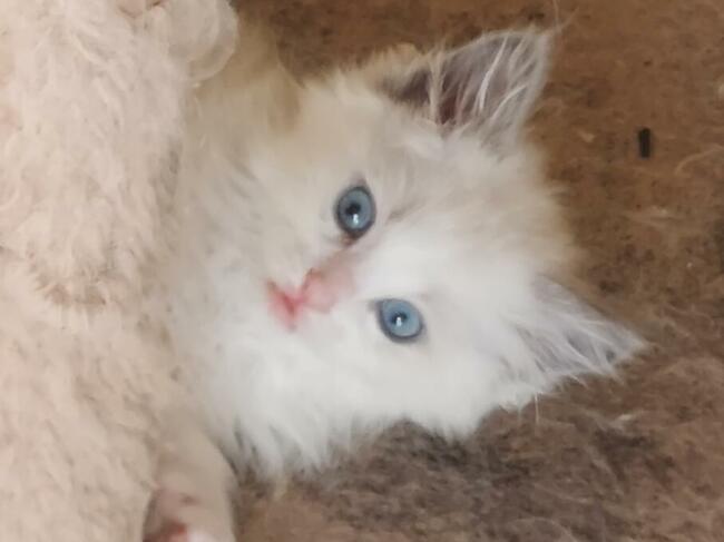 kot RAGDOLL Z Rodowodem i badaniami, 23.05 wydanie .