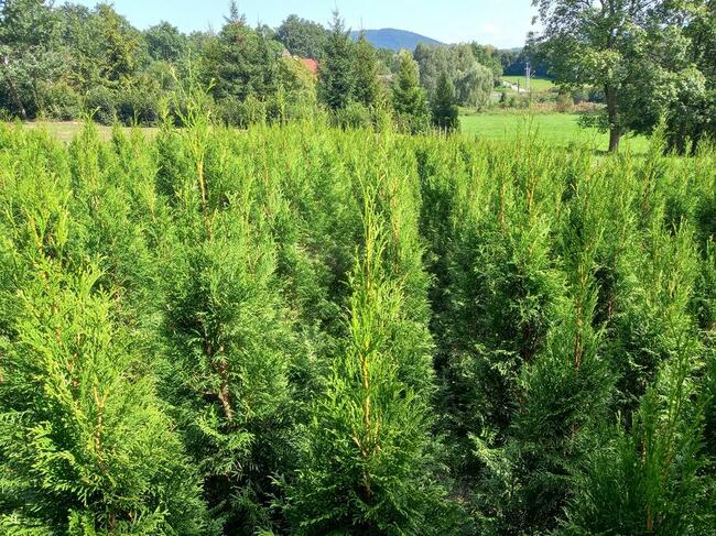 Tuja, tuje Szmaragd. MEGA Promocja do 30.09.