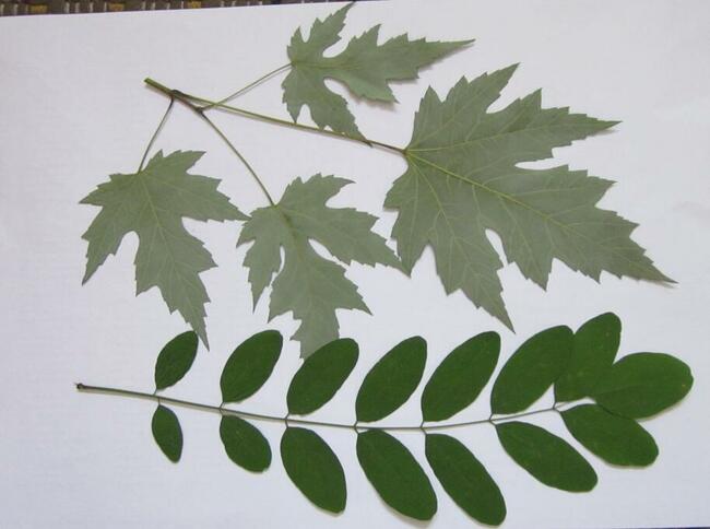 ZIELNIK Liście drzew i krzewów zestaw 20 gatunków.