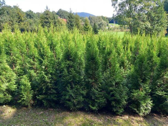 Tuja, tuje Szmaragd. MEGA Promocja do 30.09.