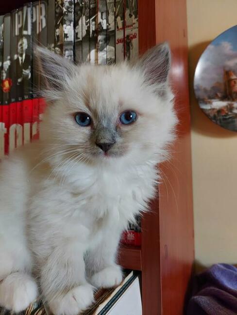 kot RAGDOLL Z Rodowodem i badaniami, 23.05 wydanie .