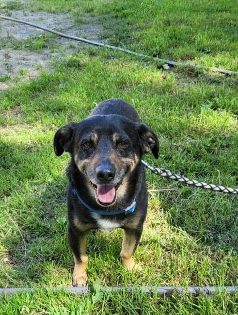 REKSIO kochany proludzki psiak BŁAGA o domek