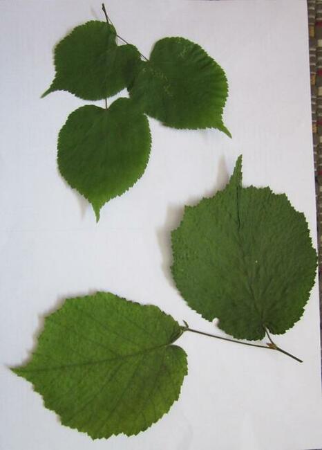 ZIELNIK Liście drzew i krzewów zestaw 20 gatunków.