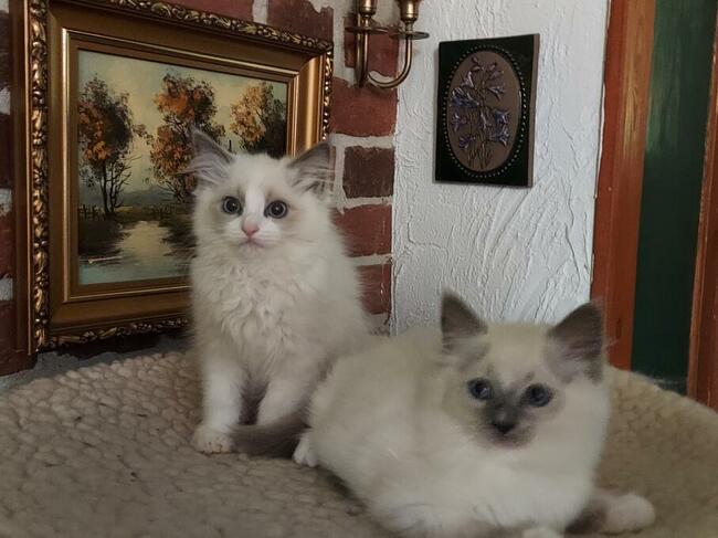 kot RAGDOLL Z Rodowodem i badaniami, 23.05 wydanie .