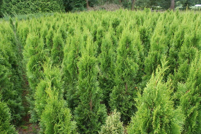 Tuja Smaragd 140-150 cm (szmaragd Kraków)