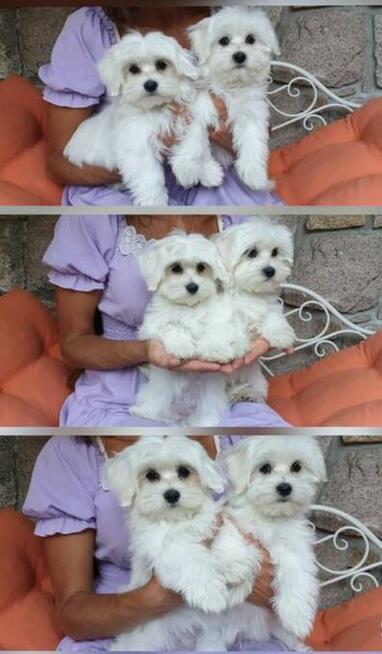 Szczeniaczki z rodowodem zapowiedź miotu kwiecień 2026