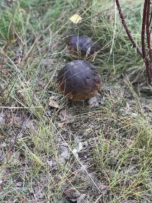 Mazury, dom nad jez. Marksoby