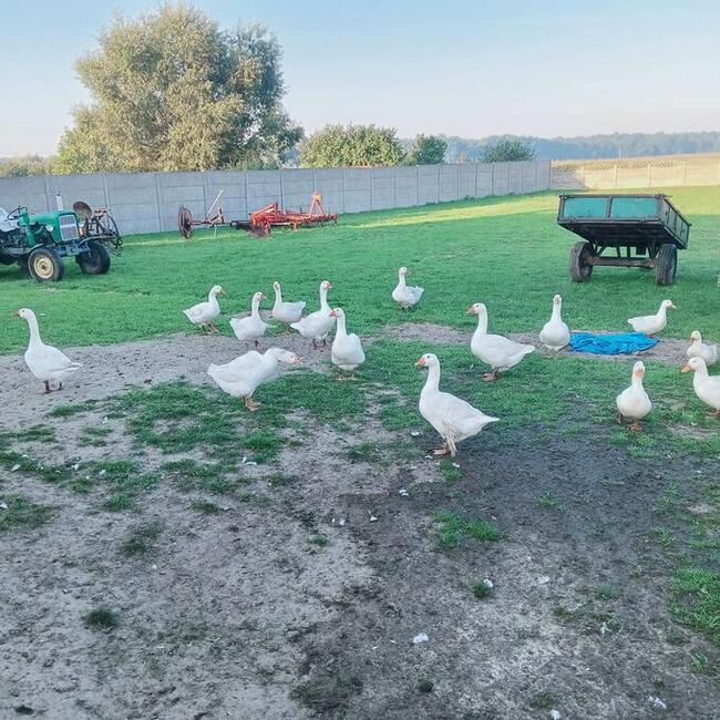 Gęsi i kaczki