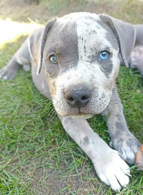 American Staffordshire Terrier