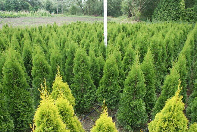 Tuja Smaragd 140-150 cm (szmaragd Kraków)