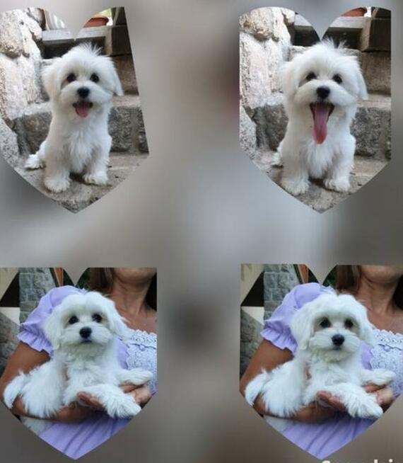 Szczeniaczki z rodowodem zapowiedź miotu kwiecień 2026