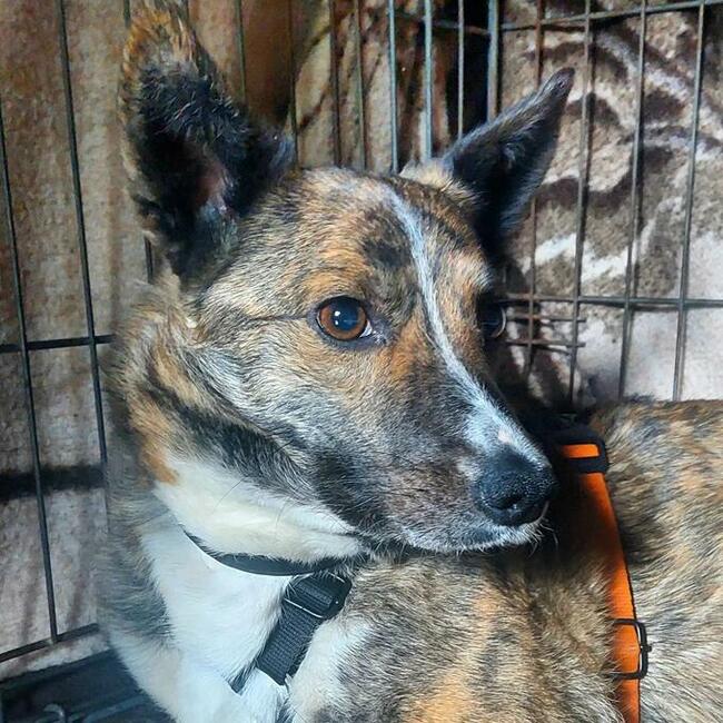 Pręguska, piękna, delikatna sunia do świadomej adopcji 5l.