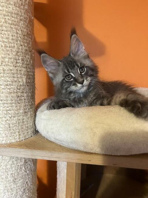 Wspaniałe kocięta maine coon. Raty