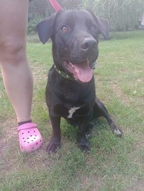 Portos - młodziutki, grzeczny, niekonfliktowy psiak!