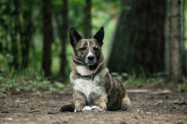 Sunia Lusia szuka swojego człowieka, adoptuj 5l. 15kg