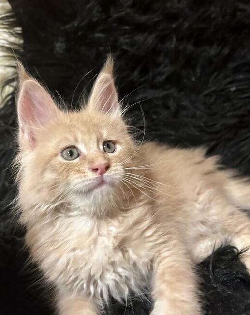 Wspaniałe kocięta maine coon. Raty