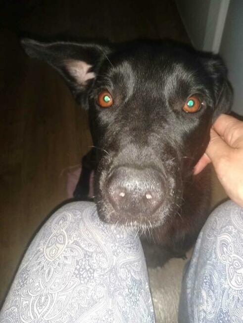 Portos - młodziutki, grzeczny, niekonfliktowy psiak!