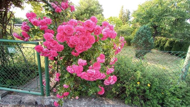 Piękna Działka ROD Opole NWK 3 ary