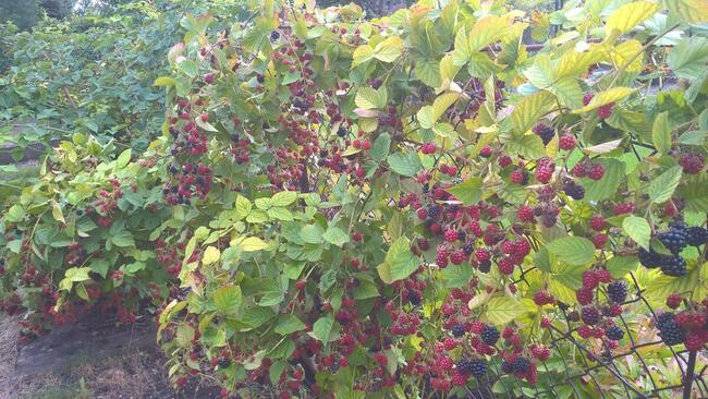 Piękna Działka ROD Opole NWK 3 ary