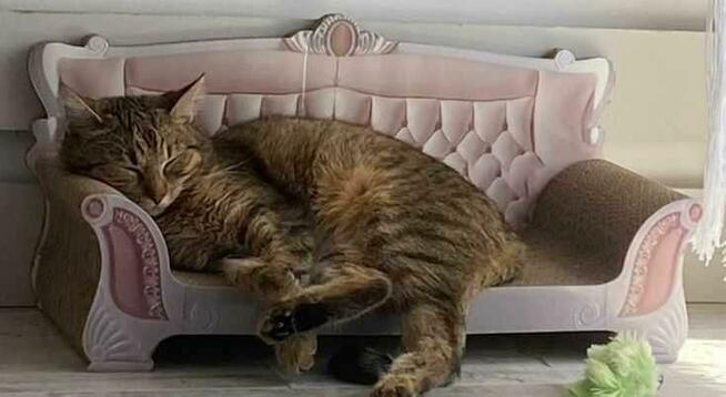 DRAPAK SOFA Dla Kota Legowisko